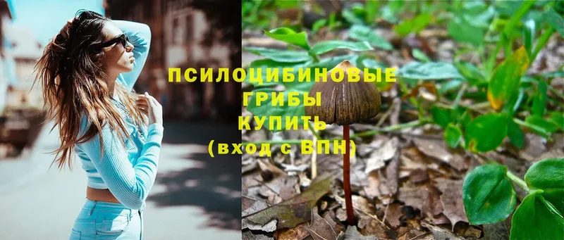 Галлюциногенные грибы Psilocybe  Сим 